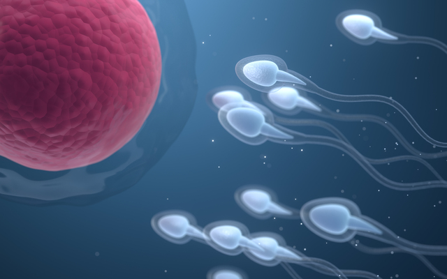 The union of sperm and an egg cell, 3d rendering. Computer digital drawing.